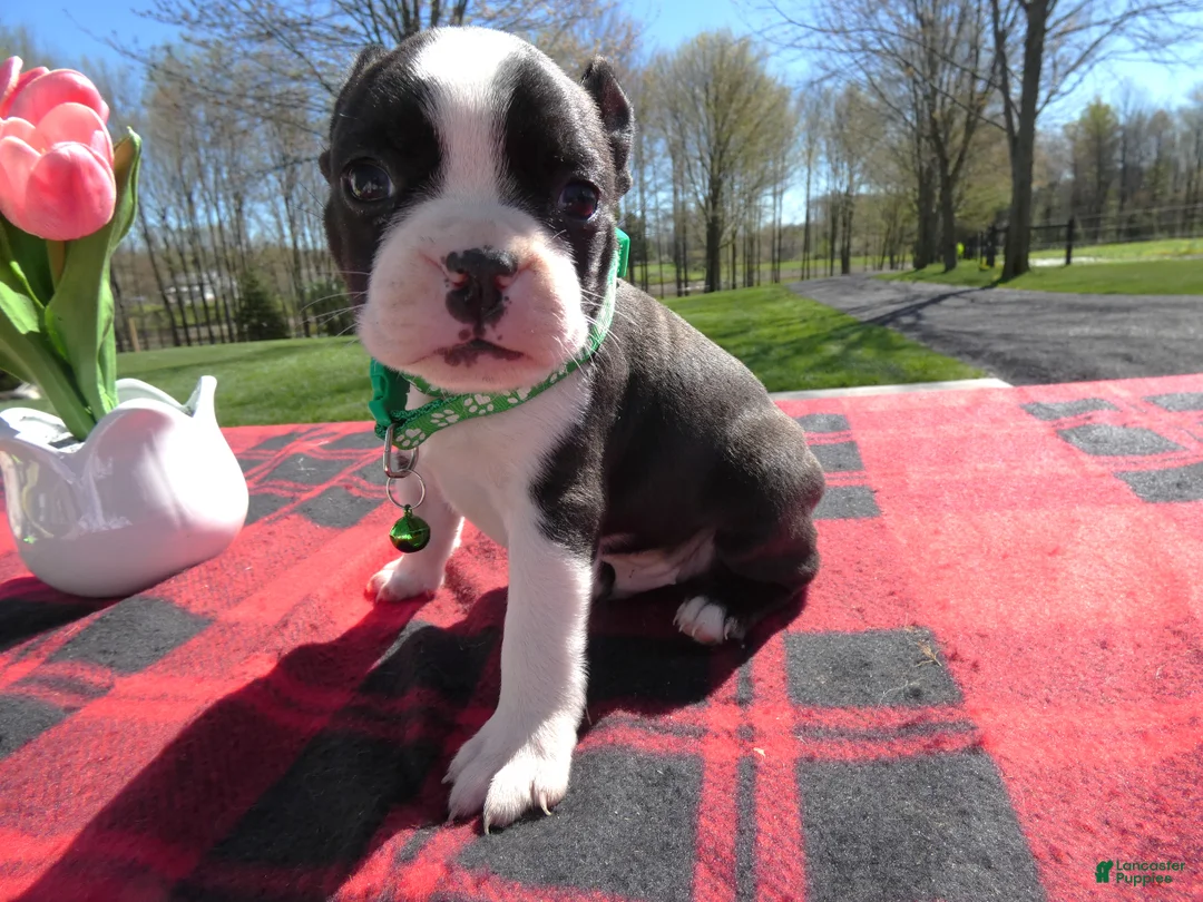 Boston Terrier dogs for sale: Boston Terrier Puppy 3 Marky - Ad 2