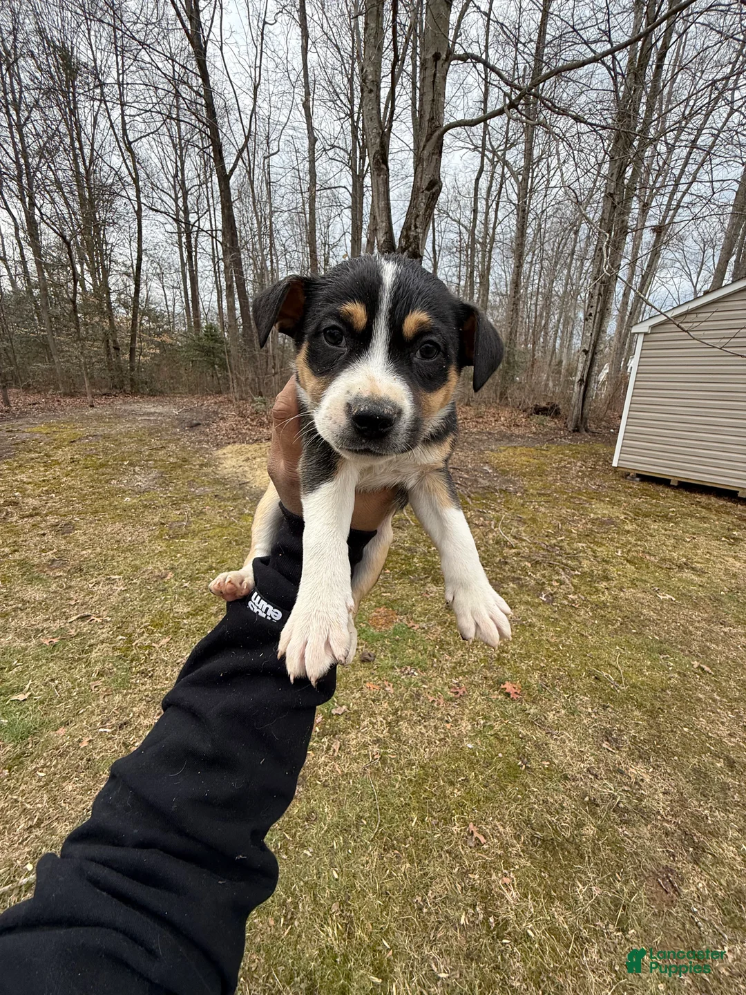 American Pit Bull Terrier dogs for sale: American Pit Bull Terrier Puppy 1 - Ad 1