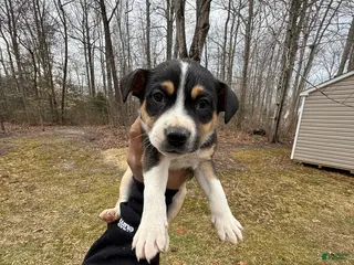 American Pit Bull Terrier dogs American Pit Bull Terrier Puppy 1 - Ad 3