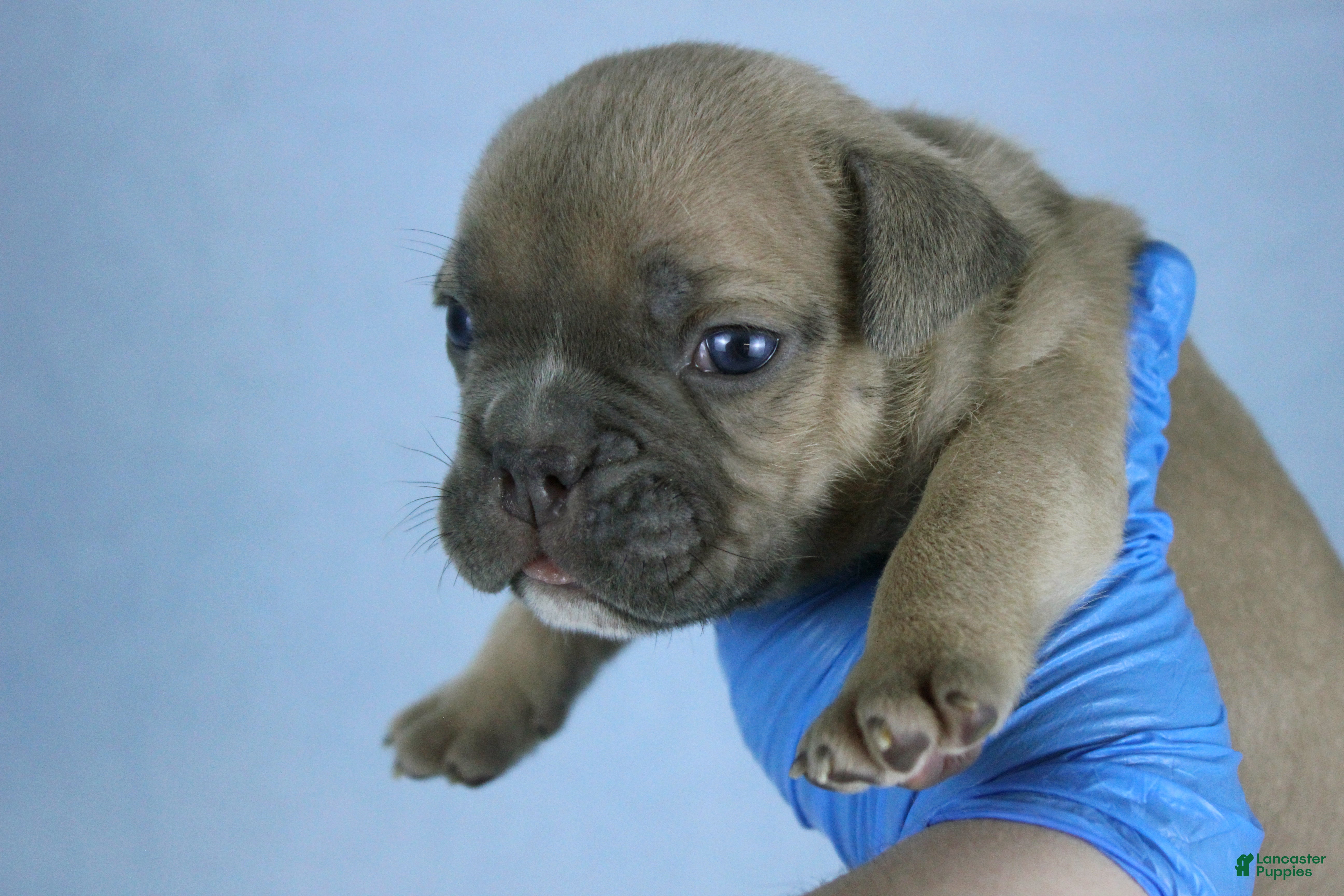 American Bully dogs Fawn male - Ad 20