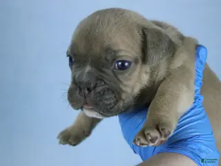 American Bully dogs Fawn male - Ad 20