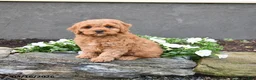 Cavapoo dogs for sale: Ernie - Ad 3