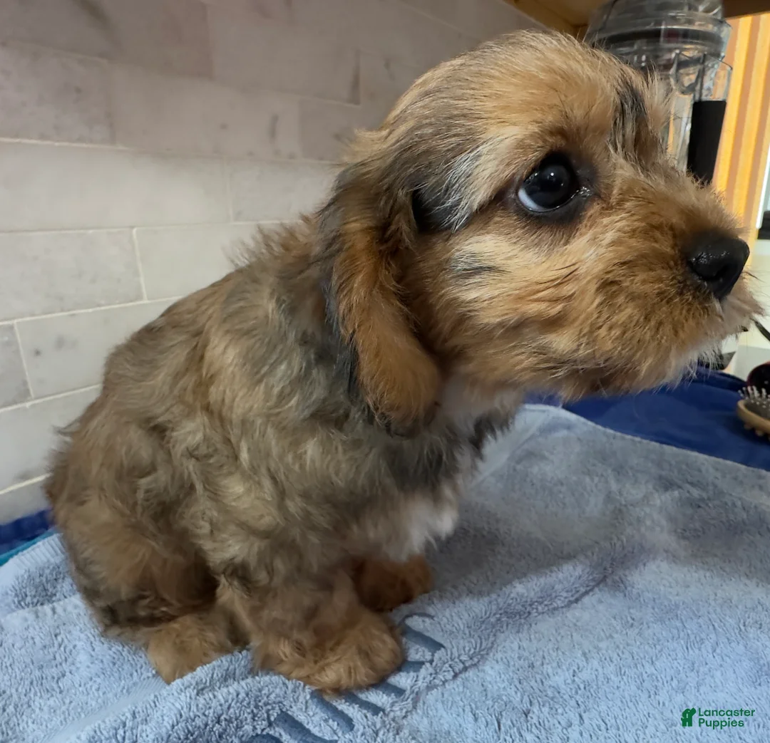 Cavapoo dogs for sale: Annie  - Ad 4