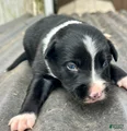 Kelpie/ Border Collie Puppy 5