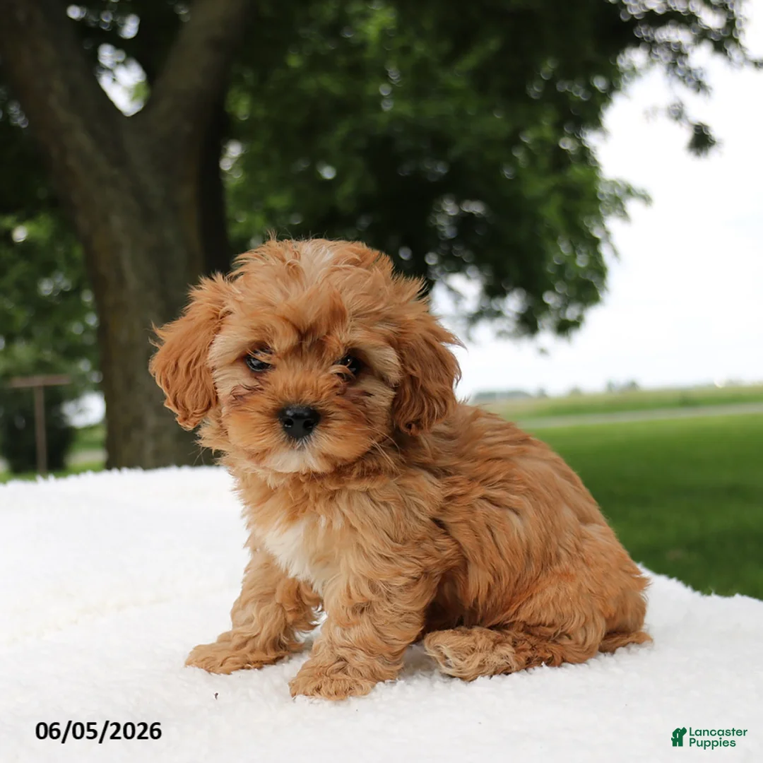 Cavapoo dogs for sale: Tinker - Ad 3