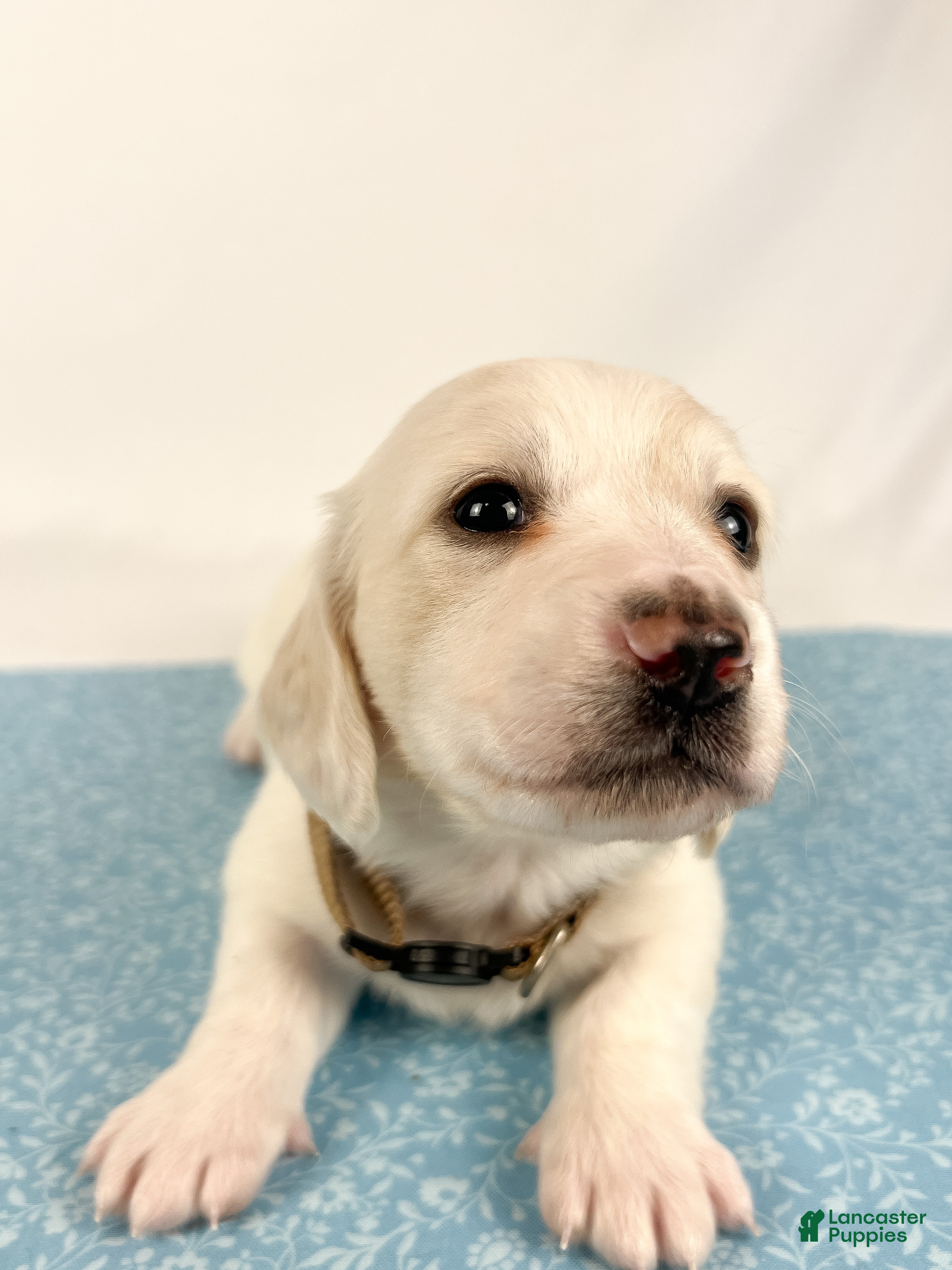 Miniature Dachshund dogs Pepperjack - Ad 4