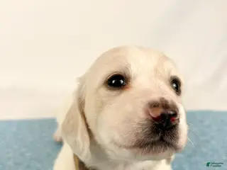 Miniature Dachshund dogs Pepperjack - Ad 4