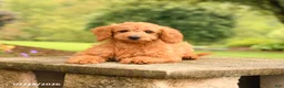 Mini Goldendoodle dogs for sale: Axel - Ad 2