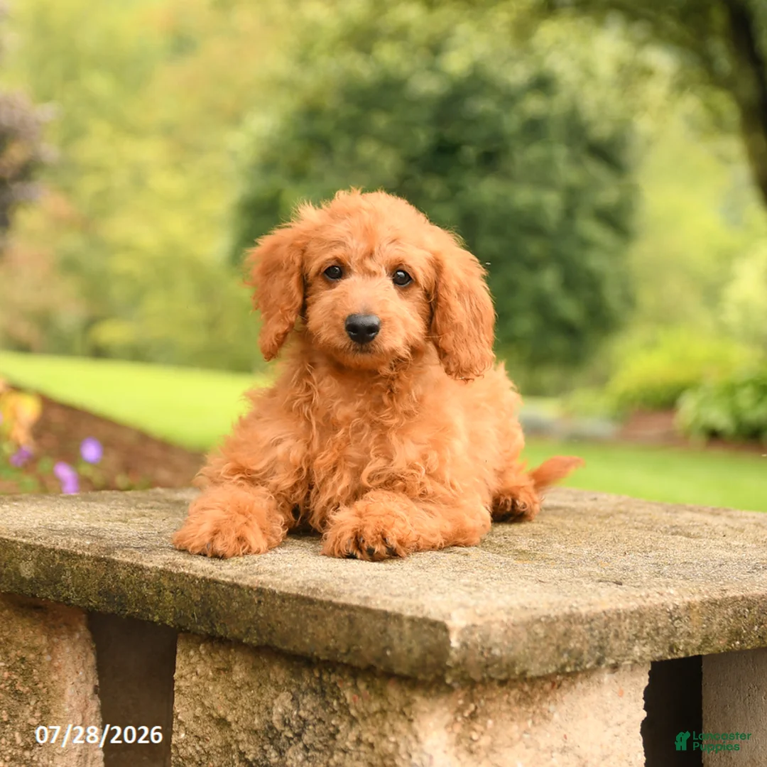 Mini Goldendoodle dogs for sale: Axel - Ad 2