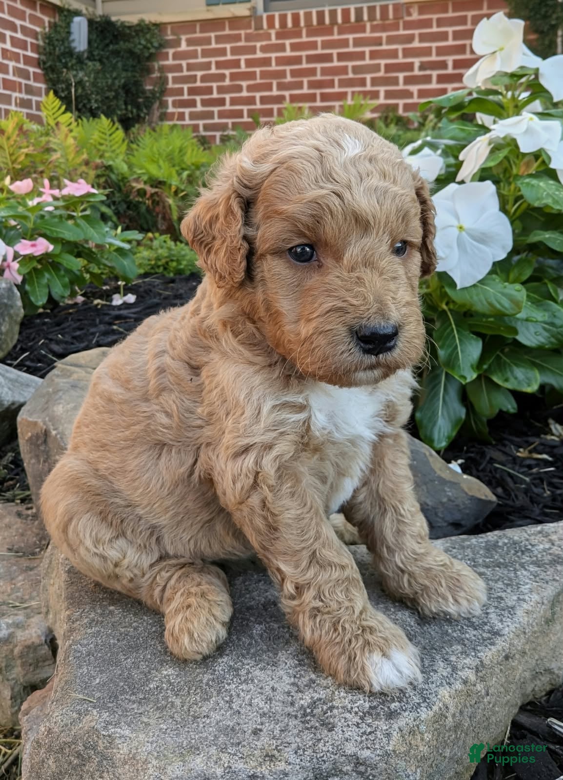 Mini Goldendoodle dogs Penny F1B - Ad 2