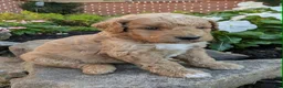 Mini Goldendoodle dogs for sale: Penny F1B - Ad 2