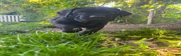 Cane Corso dogs for sale:  Puppy 1 - Ad 4