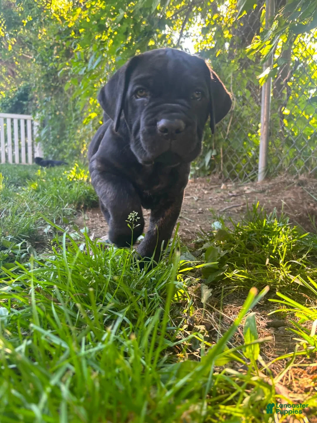 Cane Corso dogs for sale:  Puppy 1 - Ad 4