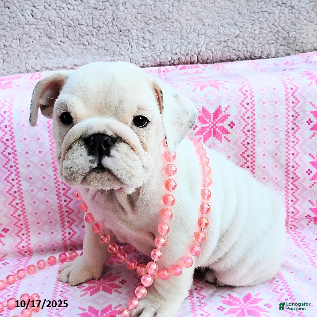 English Bulldog dogs for sale: Rayna - Ad 22