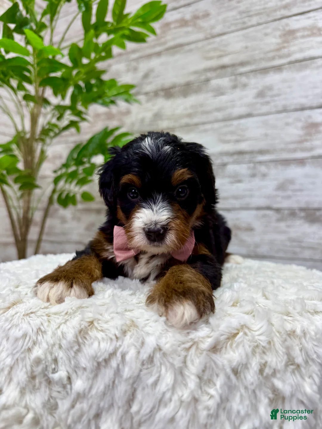 Mini Bernedoodle dogs for sale: 🌹Rosie - Ad 2