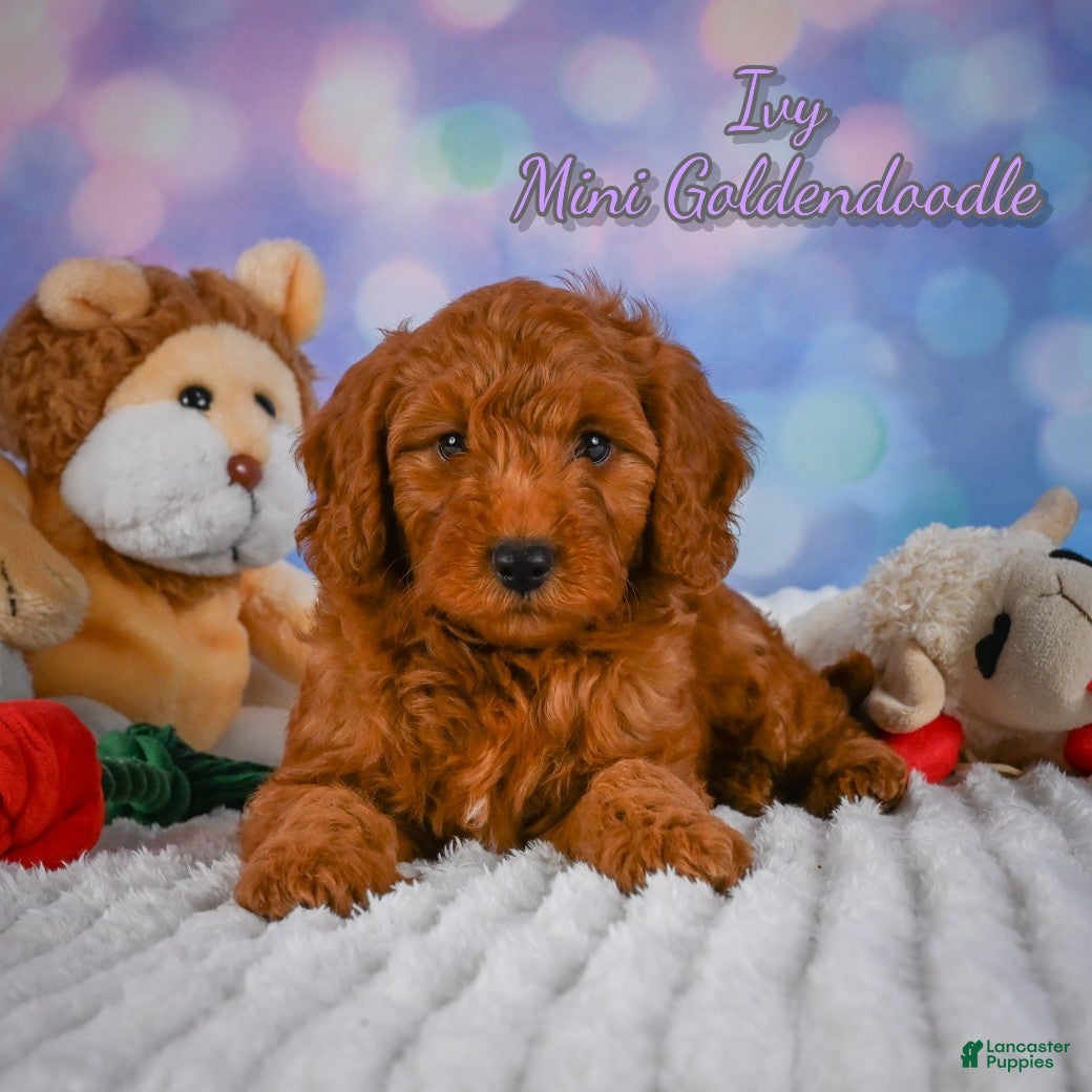Mini Goldendoodle dogs Ivy - Ad 1