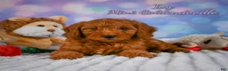 Mini Goldendoodle dogs for sale: Ivy - Ad 1