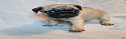 Pug dogs for sale: Francine - Ad 5