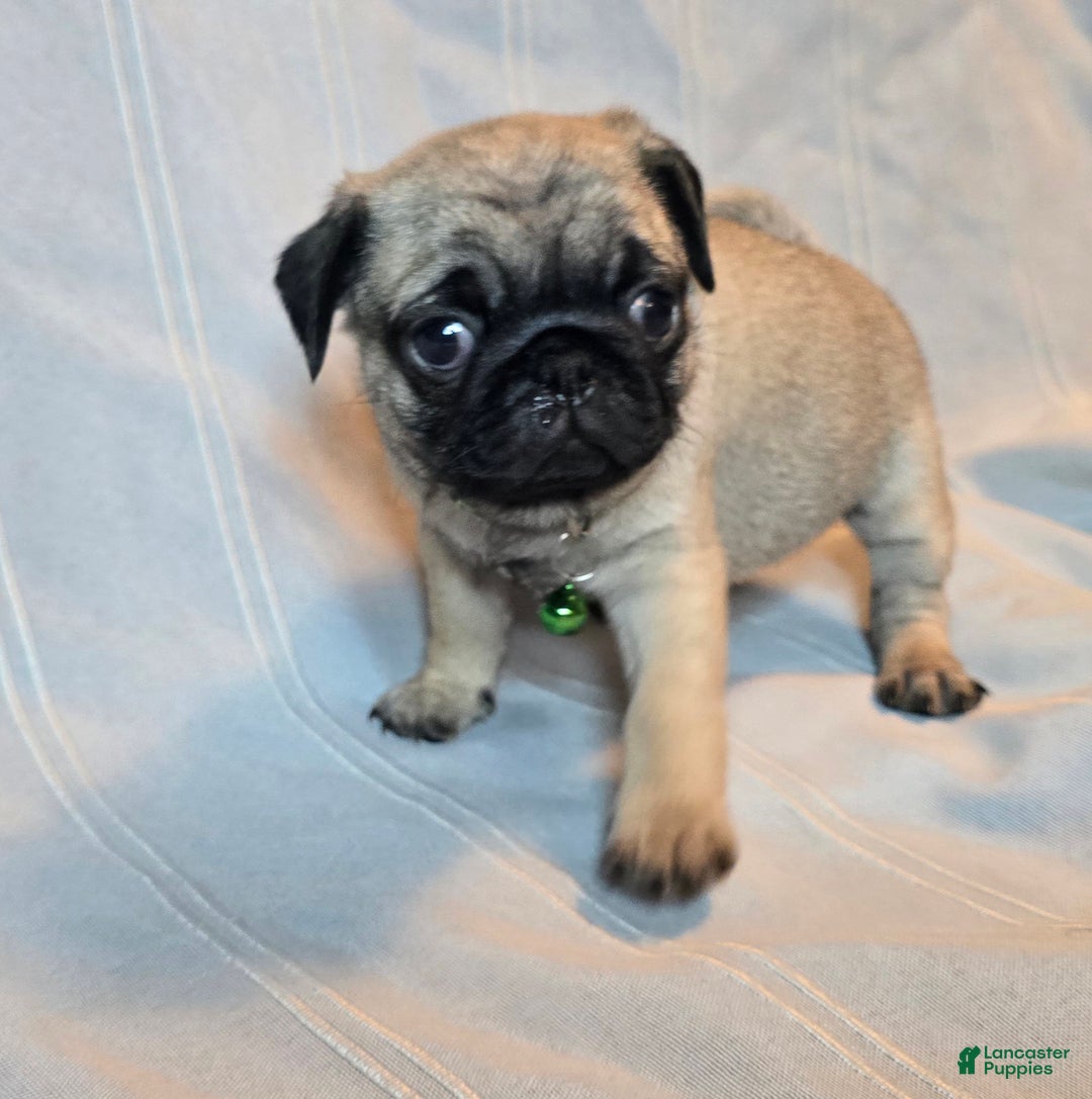 Pug dogs for sale: Francine - Ad 5