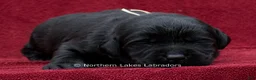 Labrador Retriever dogs for sale: Noah - Ad 2