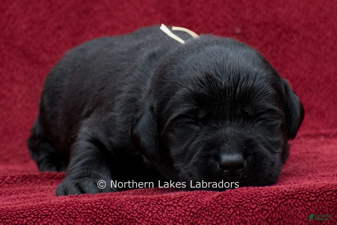 Labrador Retriever dogs for sale: Noah - Ad 2