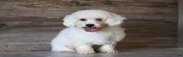 Cavachon dogs for sale: Sadie - Ad 8