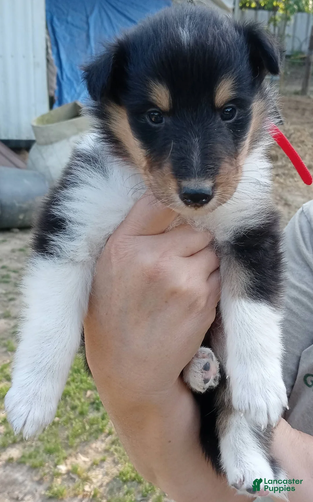 Collie dogs for sale: Tricolor Red collar - Ad 1