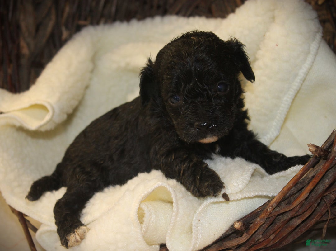 Cavapoo dogs for sale: Turbo - Ad 3