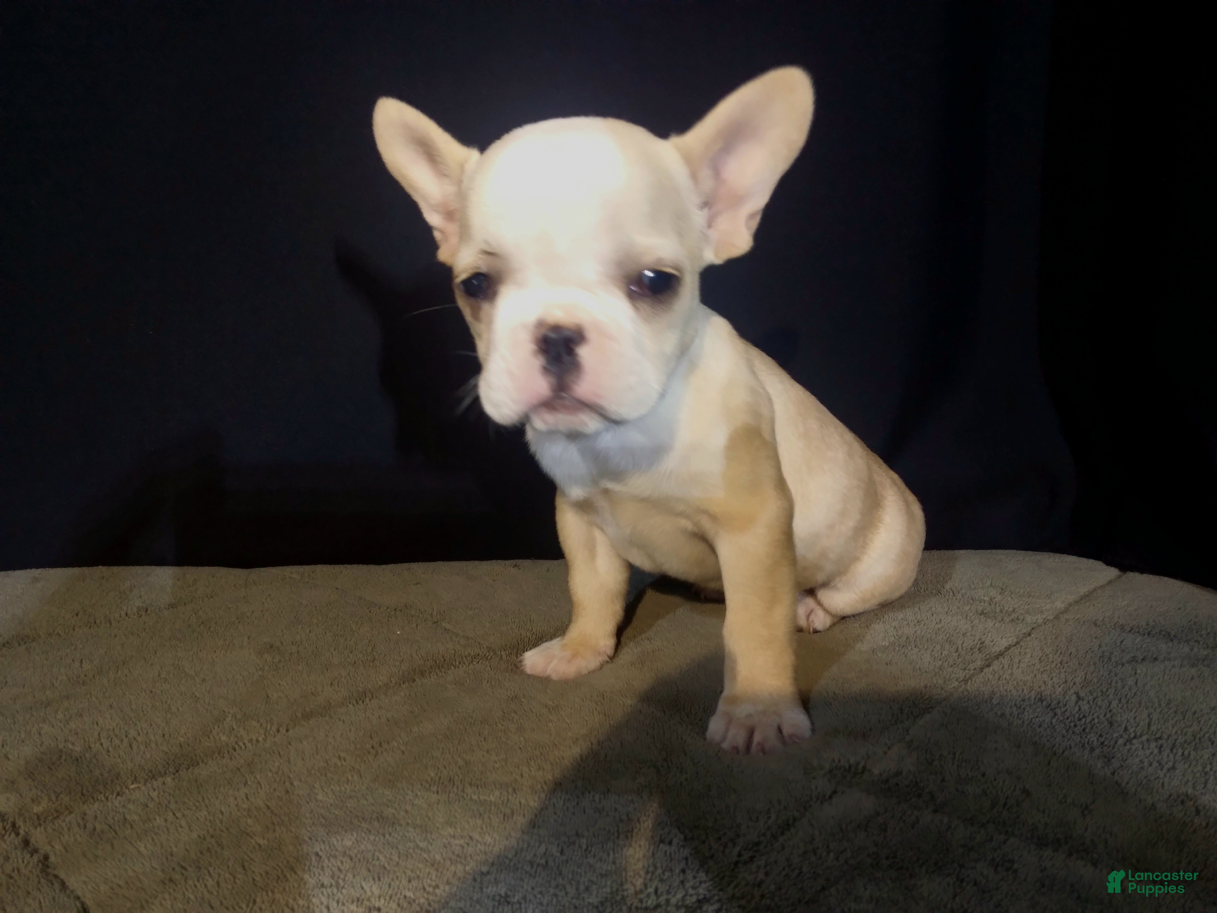 French Bulldog dogs Sandy - Ad 33