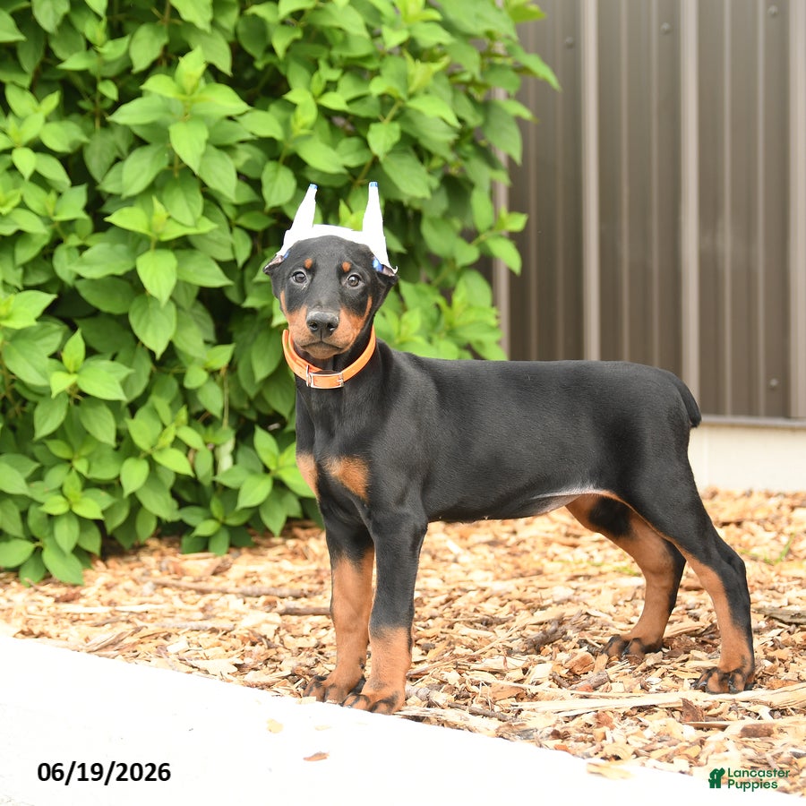 Doberman Pinscher dogs Diamond - Ad 1