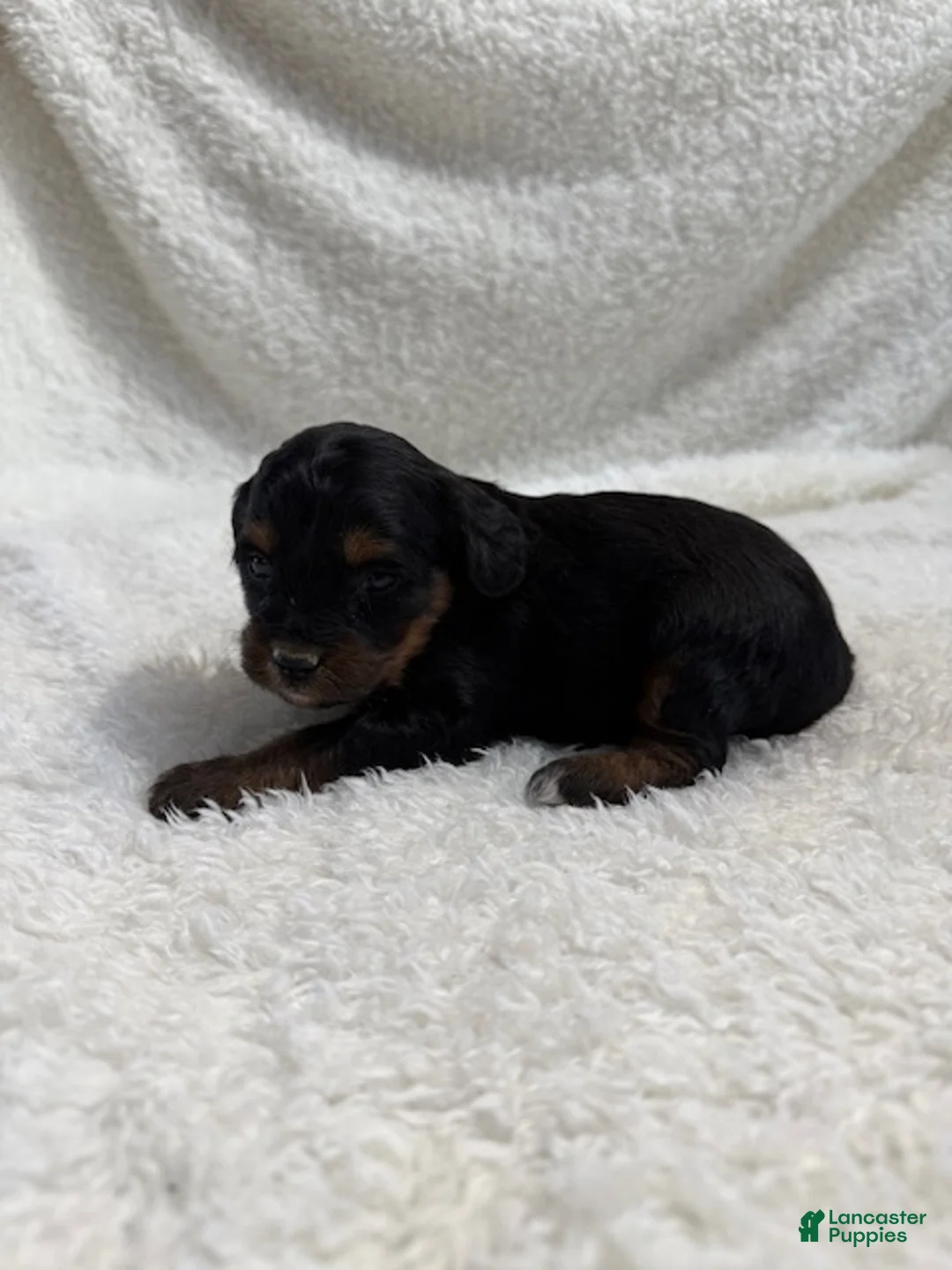 Cavapoo dogs for sale: Cavapoo Puppy 6 - Ad 4