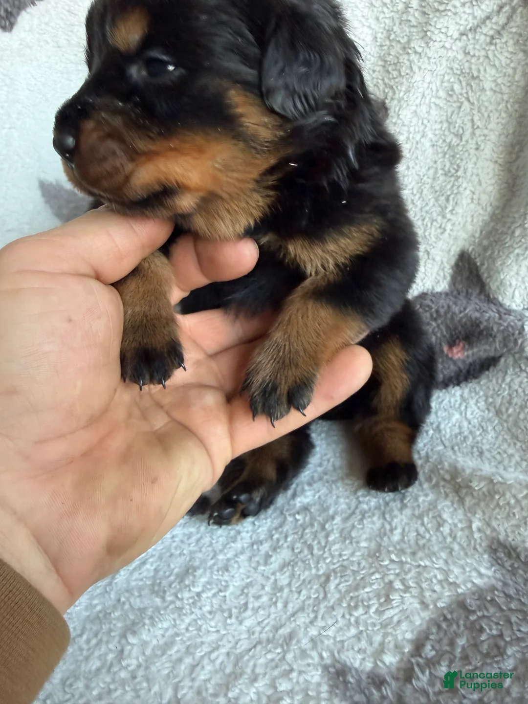 Rottweiler dogs for sale: Sky - Ad 3