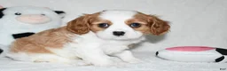 Cavalier King Charles Spaniel dogs for sale: Ulysses  - Ad 6