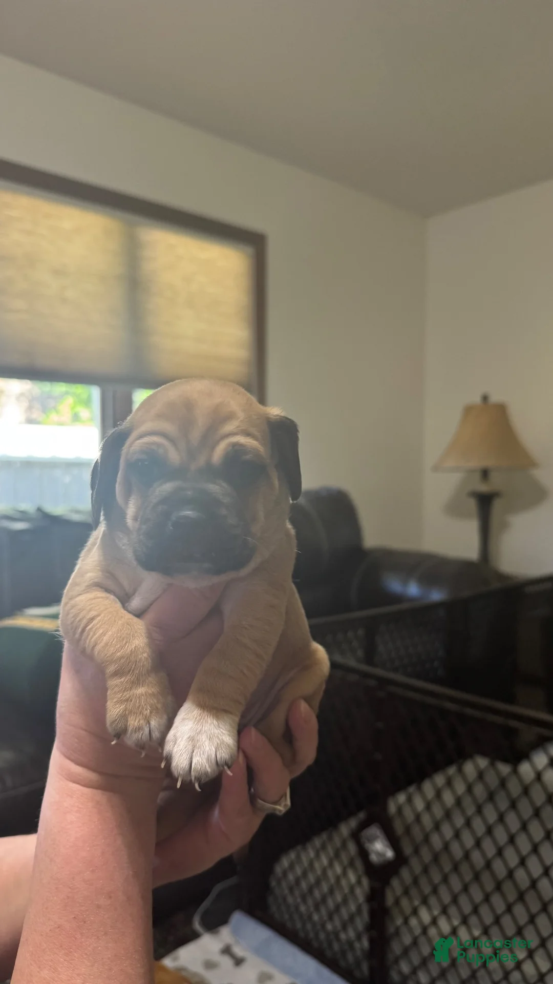 Puggle dogs for sale: Dark blue collar  - Ad 1