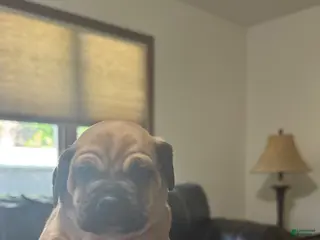Puggle dogs for sale: Dark blue collar - Ad 3