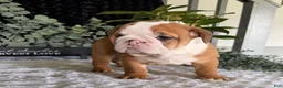 English Bulldog dogs for sale: Mack - Ad 7