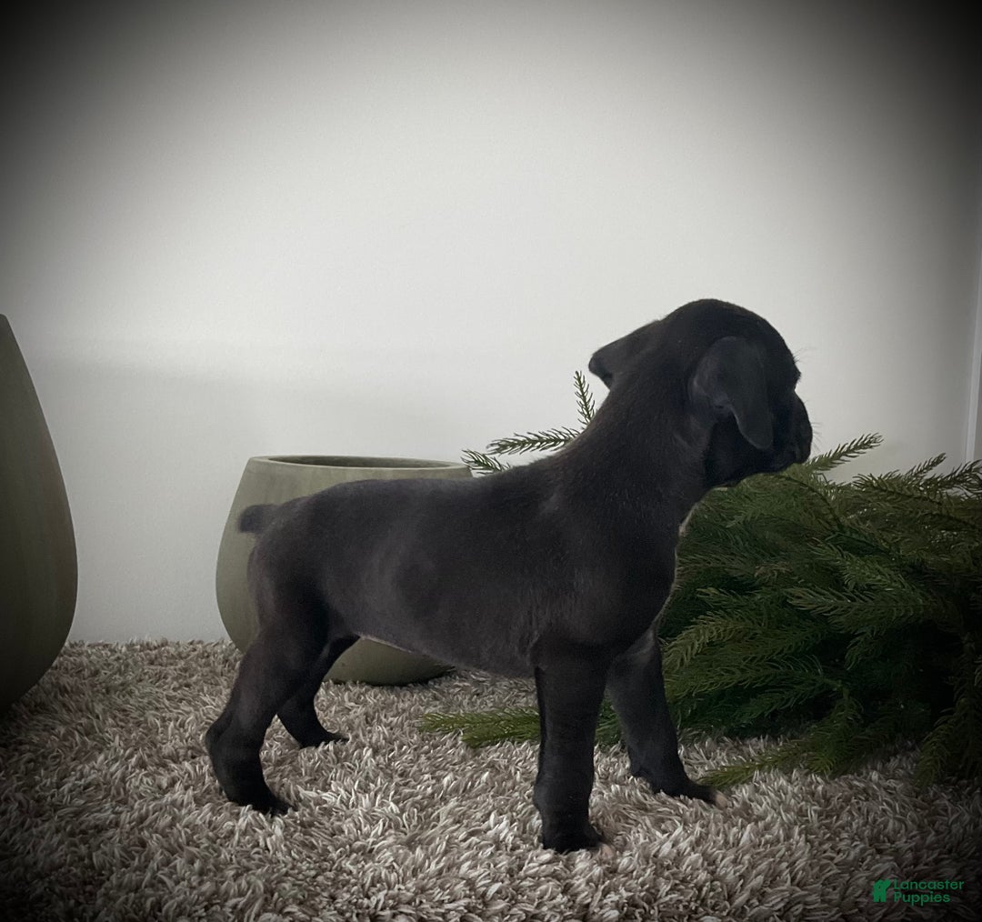 Boxer dogs for sale: Blaine  - Ad 4