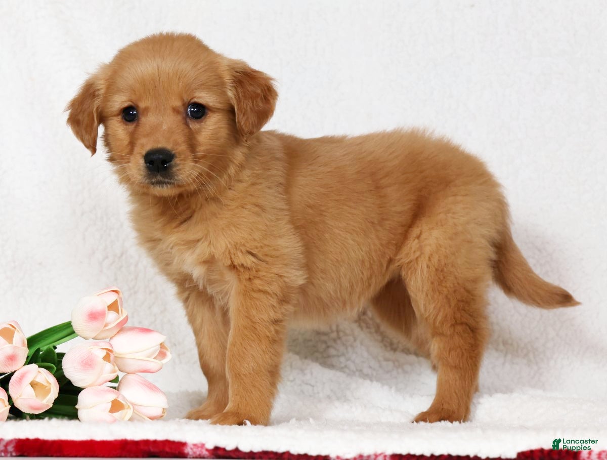 Golden Retriever dogs Goldie - Ad 1