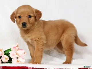 Golden Retriever dogs for sale: Goldie - Ad 3