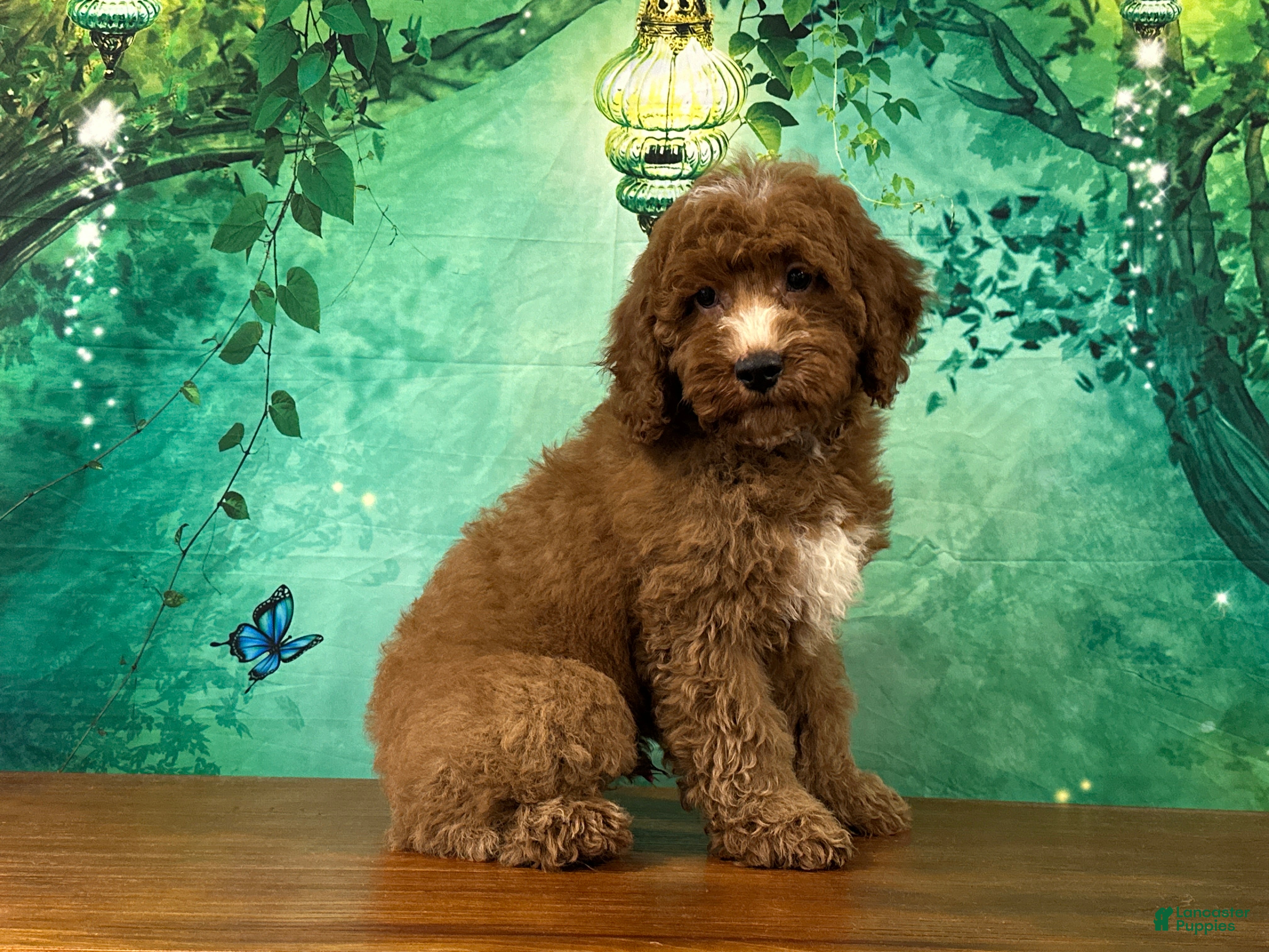 Cockapoo dogs Pudding  - Ad 2