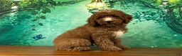 Cockapoo dogs for sale: Pudding  - Ad 2