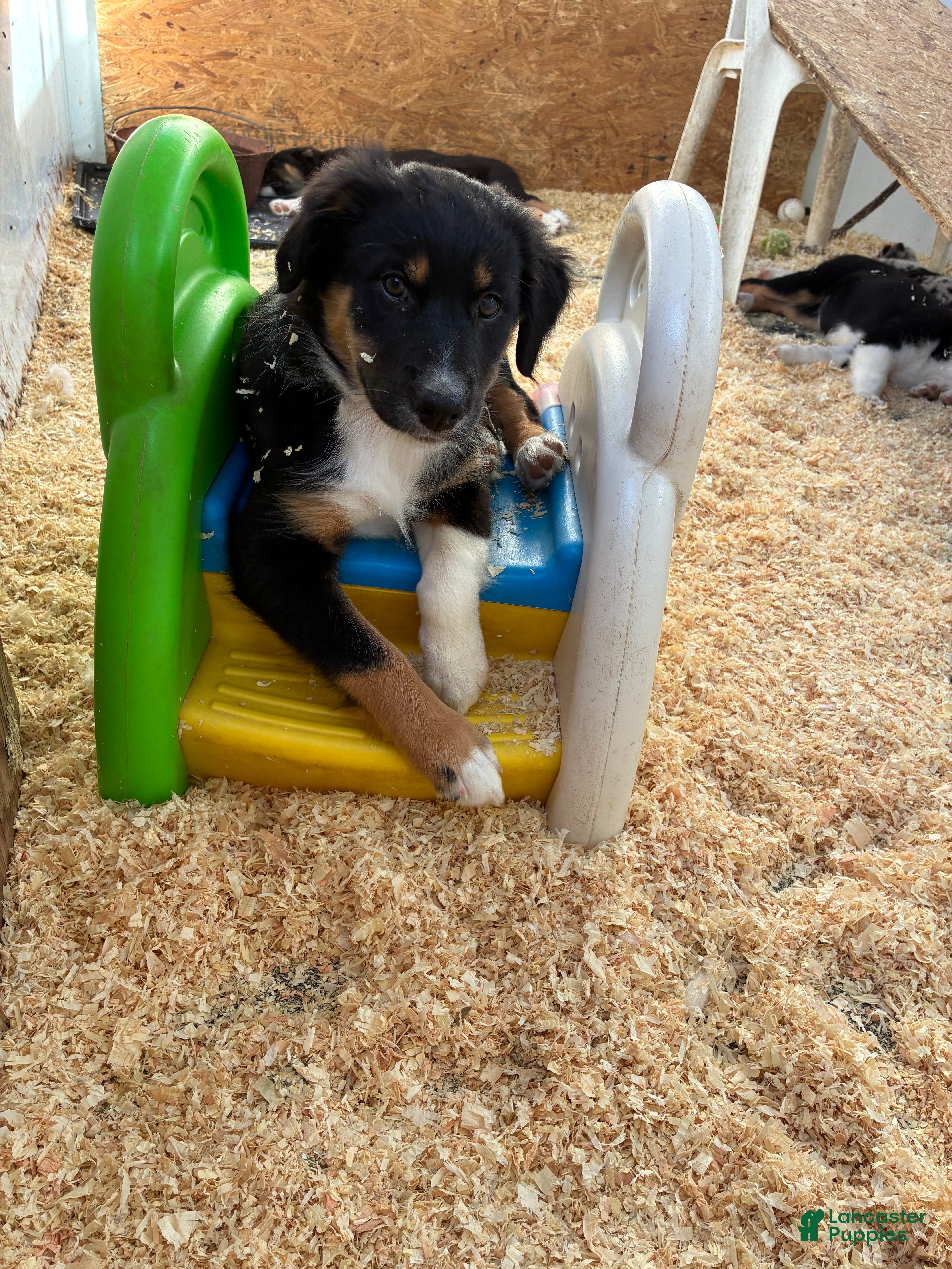 Australian Shepherd dogs for sale: Australian Shepherd 2 - Ad 19