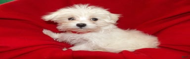 Maltese Puppy 1