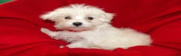 Maltese dogs for sale: Maltese Puppy 1 - Ad 1