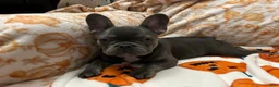 French Bulldog dogs for sale: Charlotte - Ad 8
