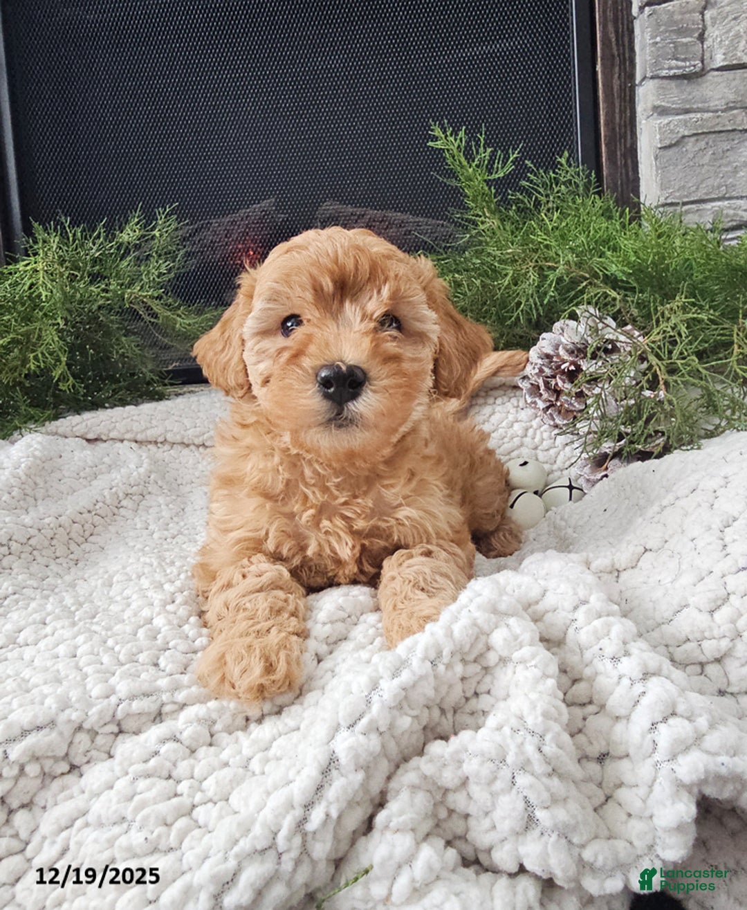 Mini Goldendoodle dogs for sale: Bridget - Ad 5