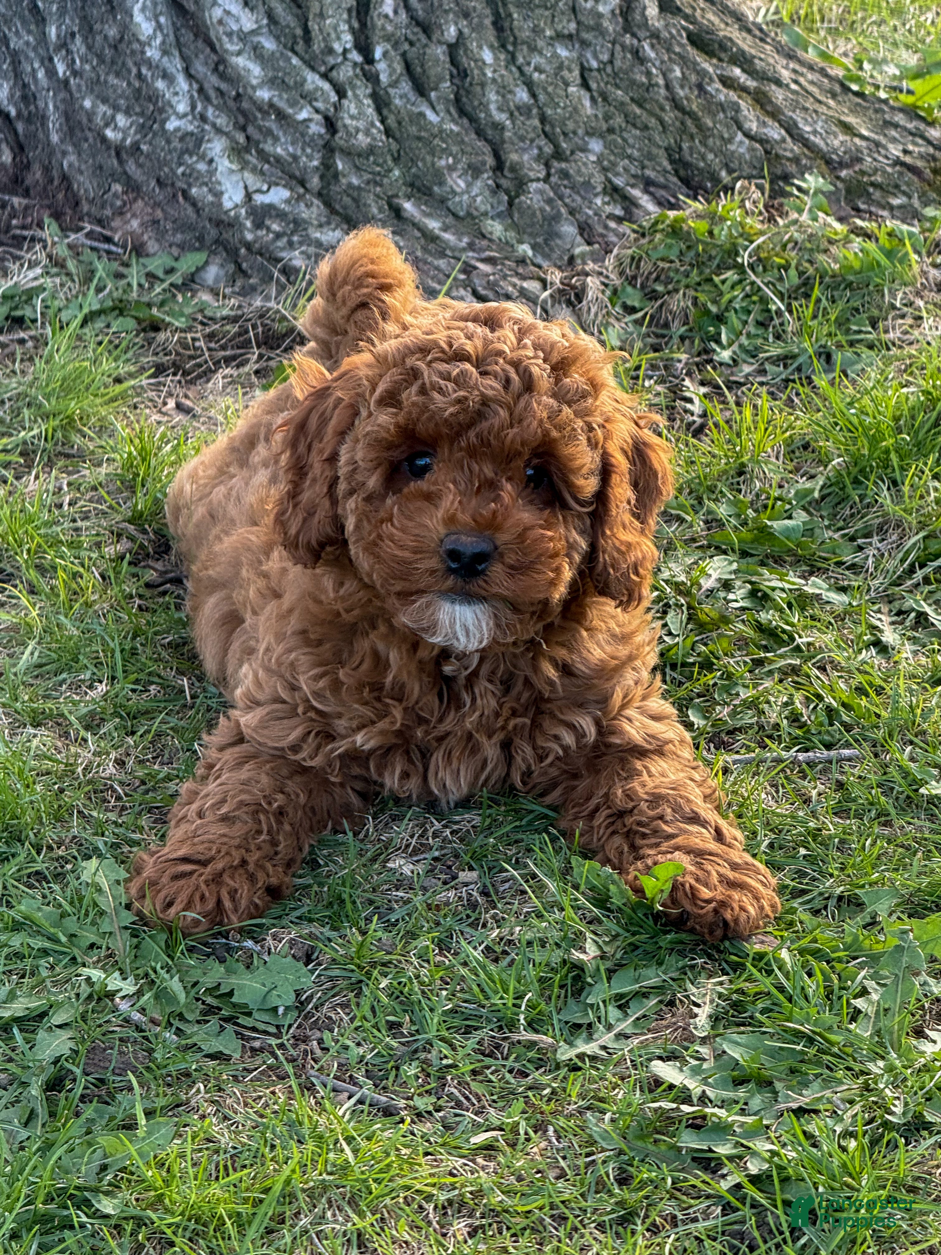 Cavapoo dogs Hayes - F1b - Ad 1