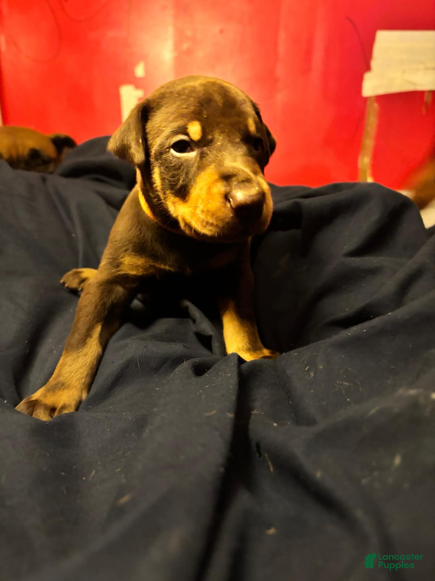 Doberman Pinscher dogs for sale: Doberman Pinscher 3 - Ad 1