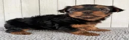 Yorkshire Terrier dogs for sale: Stella - Ad 5
