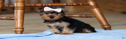 Yorkshire Terrier dogs for sale: Dolly - Ad 2